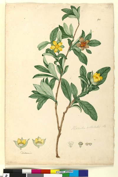 Page 94. Hibbertia volubilis syn. Hibbertia scandens - John William Lewin