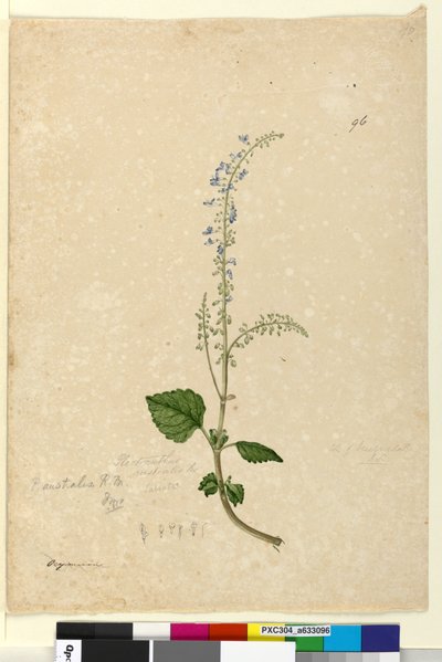 Page 96. Plectranthus australis - John William Lewin