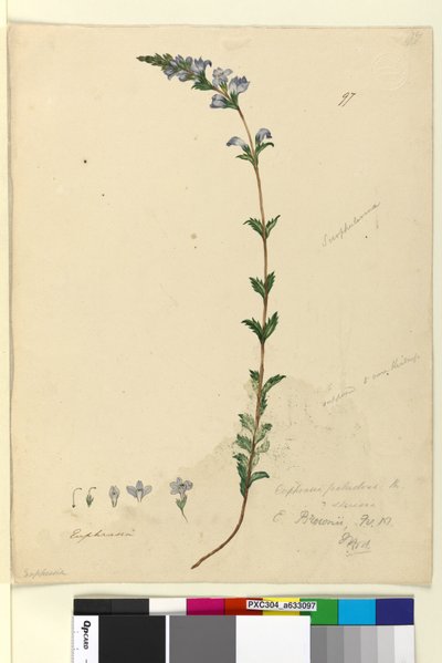Page 97. Euphrasia paludosa - John William Lewin