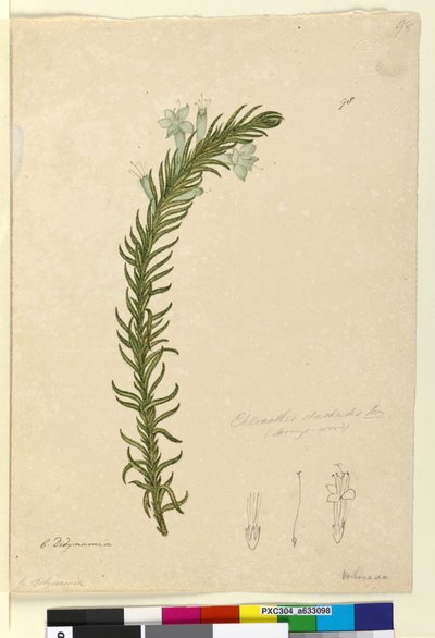 Page 98. Chloanthes stoechadis - John William Lewin