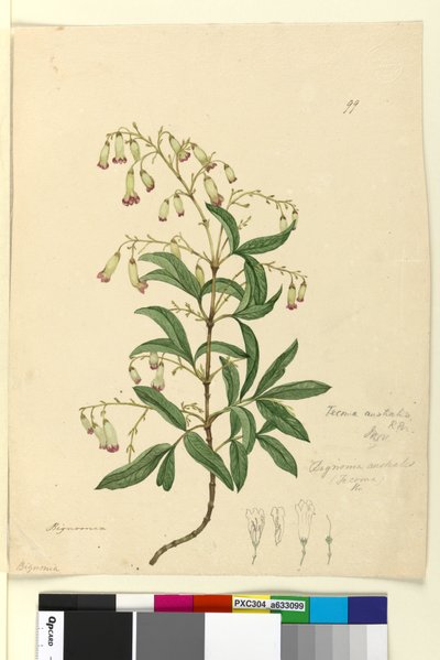 Page 99. Bignonia australisPandorea pandorana - John William Lewin