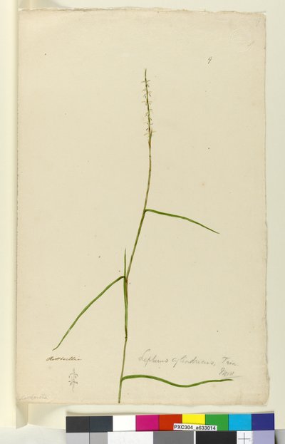 Page 9. Lepturus cylindricus, c.1803-06 - John William Lewin