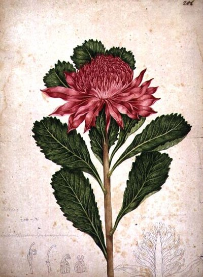 Waratah, telopea speciosissima - John William Lewin