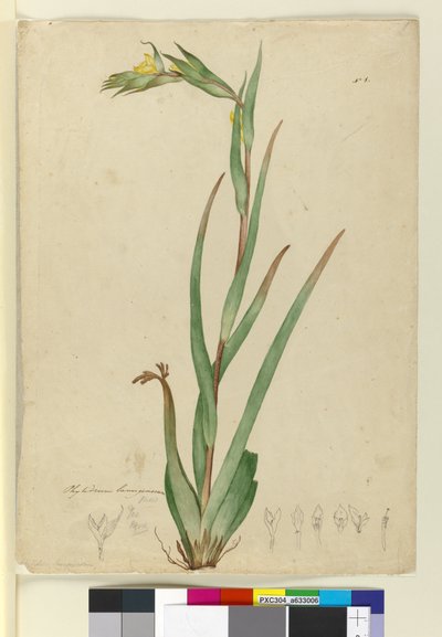 Phylidrum lanuginosum, c.1803-06 - John William Lewin
