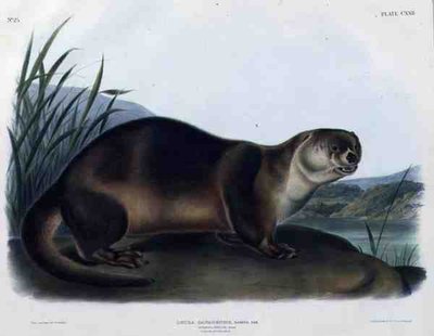 Lutra Canadensis ou Lataxina Mollis (Loutre du Canada), planche 122 de 