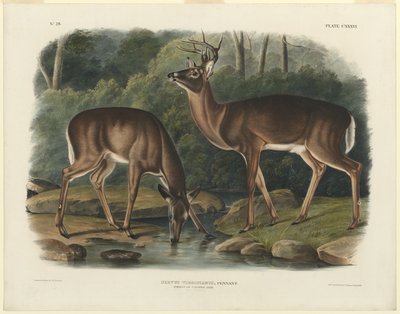 Cervus Virginianus - John Woodhouse Audubon