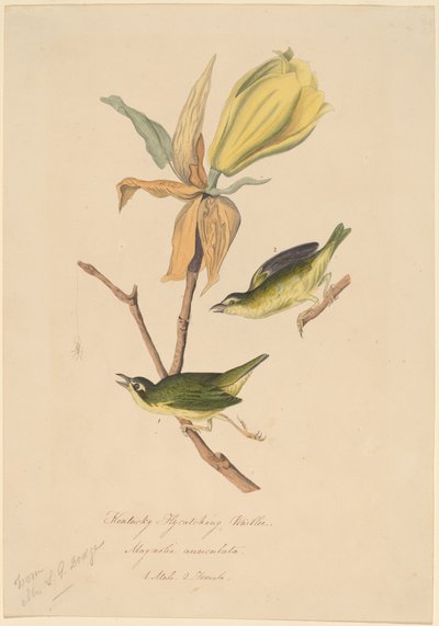 Paruline du Kentucky attrapant des mouches - John Woodhouse Audubon