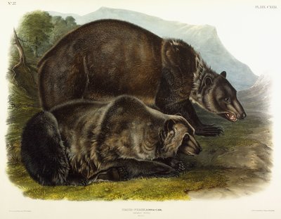 Ours grizzly mâle - John Woodhouse Audubon