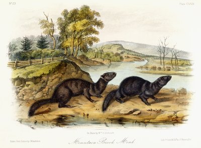 Vison de ruisseau de montagne, vers 1849-1854 - John Woodhouse Audubon