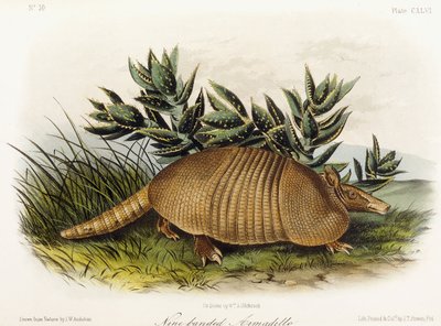 Tatou à neuf bandes - John Woodhouse Audubon