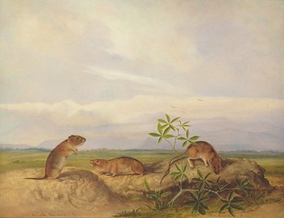 Souris des prés de Townsend, Souris des prés et Rat des marais (ou Souris des prés de riz) - John Woodhouse Audubon