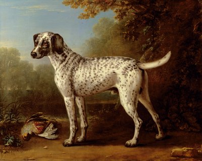 Lévrier gris tacheté - John Wootton