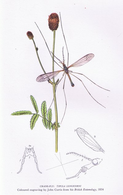Tipule, Nature en Grande-Bretagne publiée par Collins, 1946 - John after Curtis