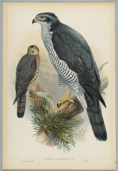Astur Palumbarius - Autour des palombes, dessiné par J. Wolf, gravé par H. C. Richter - John after Gould
