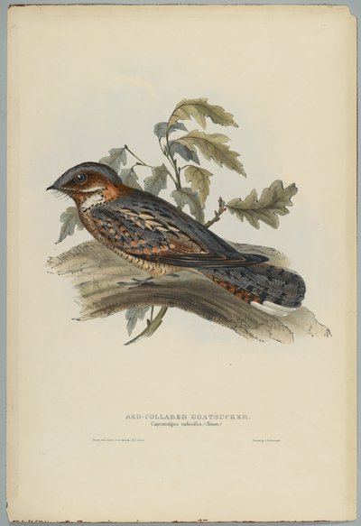 Caprimulgus Ruficollis - John after Gould