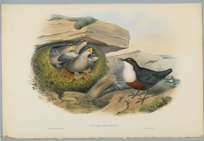 Cinclus Aquaticus - Cincle plongeur, gravé par H. C. Richter - John after Gould