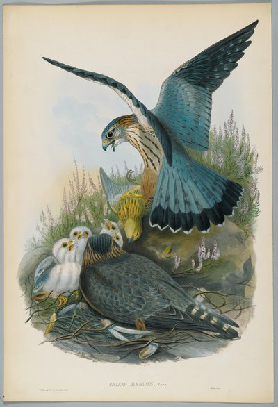 Falco Aesalon - Faucon émerillon, dessiné par J. Wolf, gravé par H. C. Richter - John after Gould