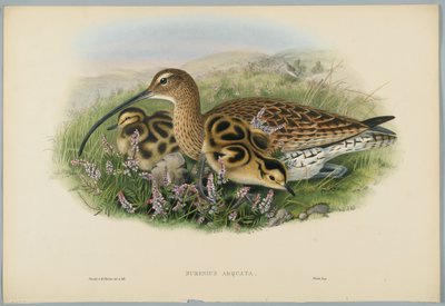 Numenius Arquata - Courlis, gravé par H. C. Richter - John after Gould