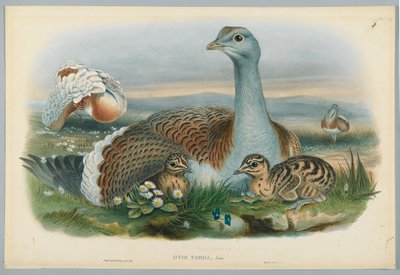 Otis Torda - Grande Outarde, dessinée par J. Wolf, gravée par H. C. Richter - John after Gould