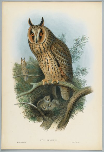 Otus Vulgaris - Hibou moyen-duc, dessiné par J. Wolf, gravé par H. C. Richter - John after Gould