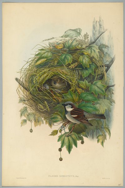 Passer Domesticus - Moineau domestique, gravé par H. C. Richter - John after Gould