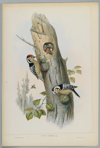 Picus Minor - Pic épeichette, gravé par H. C. Richter - John after Gould