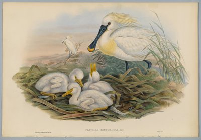 Platalea Leucorodia - Spatule et jeunes, gravée par H. C. Richter - John after Gould