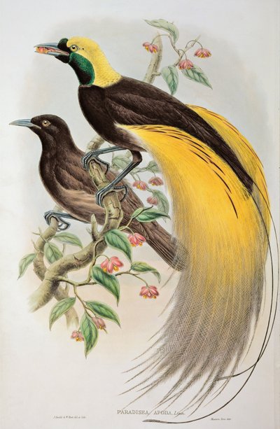 Oiseau de Paradis : Grand, Paradisaea Apoda - John and Hart, William Gould
