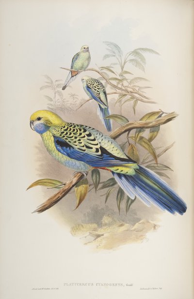 Platycerus cyanogenus, de Les Oiseaux d