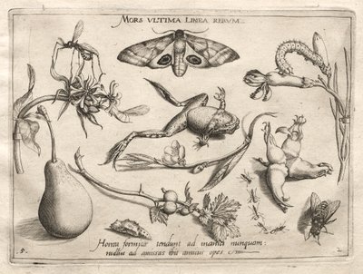Archétypes et études : La mort est la ligne qui marque la fin de tout Partie II, planche 5, 1592 - Joris Hoefnagel