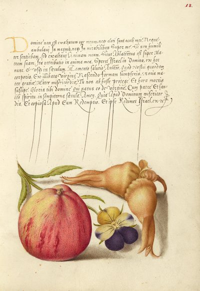 Pomme commune, Pensée sauvage européenne et Filbert géant - Joris Hoefnagel