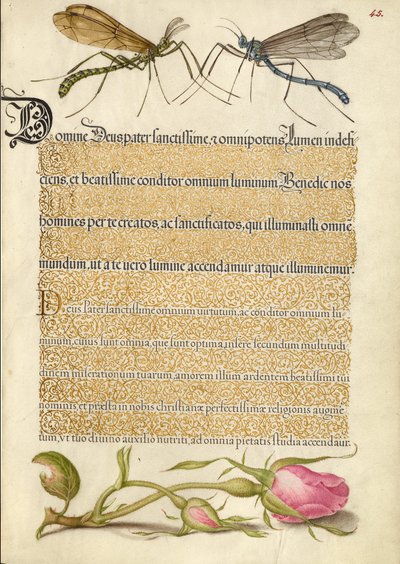 Mouche de la grue à crête, insecte et rose française - Joris Hoefnagel