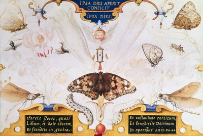 Diptyque avec fleurs et insectes, 1591 - Joris Hoefnagel