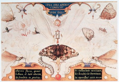 Diptyque avec fleurs et insectes - Joris Hoefnagel