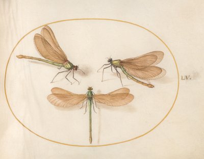 Libellule, vers 1575-80 - Joris Hoefnagel