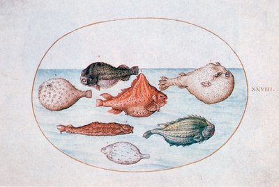 Poisson, 16ème siècle - Joris Hoefnagel