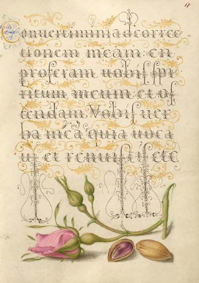 Rose française et pistache - Joris Hoefnagel