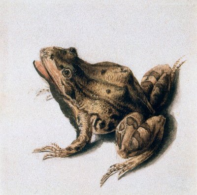 Grenouille verte, XVIe siècle - Joris Hoefnagel