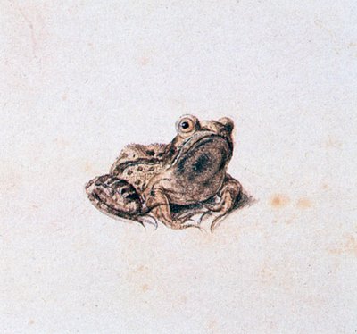 Grenouille verte, 16ème siècle - Joris Hoefnagel