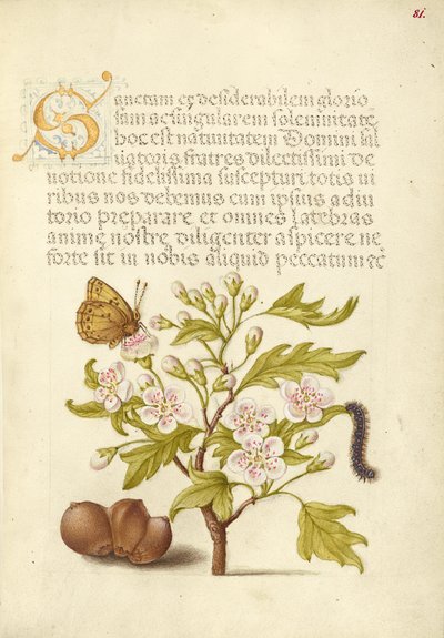 Insecte, aubépine anglaise, chenille et aveline européenne - Joris Hoefnagel