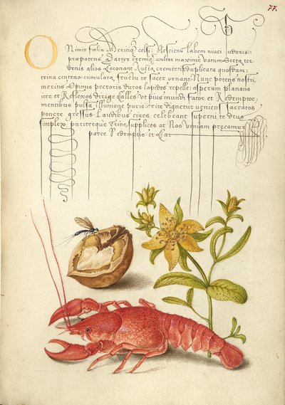 Insecte, noyer anglais, millepertuis et écrevisse - Joris Hoefnagel