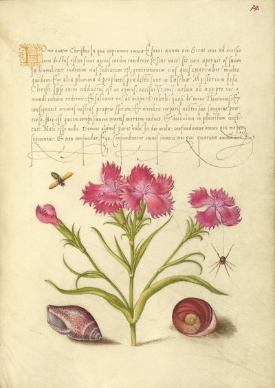 Insecte, Sweet William, Araignée, Mollusque marin et Œil de Sainte-Lucie - Joris Hoefnagel