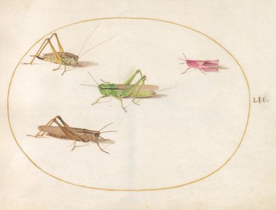 Insectes, vers 1575-80 - Joris Hoefnagel