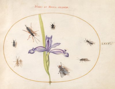 Insectes, c.1575-80 - Joris Hoefnagel