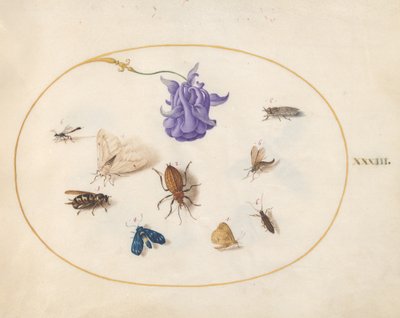 Insectes, vers 1575-80 - Joris Hoefnagel