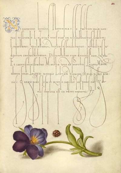 Coccinelle et pensée sauvage européenne - Joris Hoefnagel