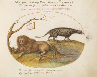 Planche 10 : Un lion et une civette - Joris Hoefnagel
