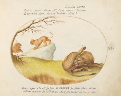 Une lionne avec deux lions en arrière-plan (planche 11) - Joris Hoefnagel