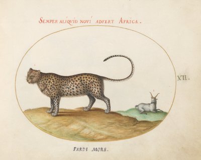 Planche 12 : Un guépard (?) et un mouton sauvage - Joris Hoefnagel