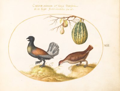 Planche 12 : Paire de coqs de bruyère avec un melon et des poires - Joris Hoefnagel